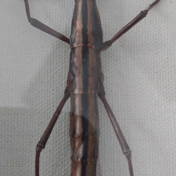 Framed Stick Insect Display - Picture 2 of 3